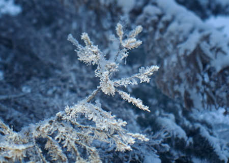 Winter frost on spruce tree  close-up .Shallow depth-of-field.の写真素材
