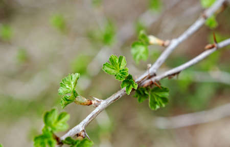 Young Leaf gooseberry,Ribes nidigrolaria. close up with washed away by back backgroundの写真素材