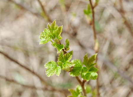 Young Leaf  blackberry.close up with washed away by back background