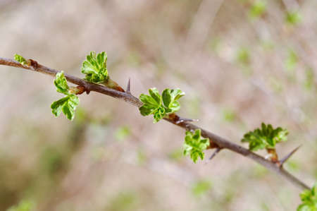 Young Leaf gooseberry,Ribes nidigrolaria. close up with washed away by back backgroundの写真素材