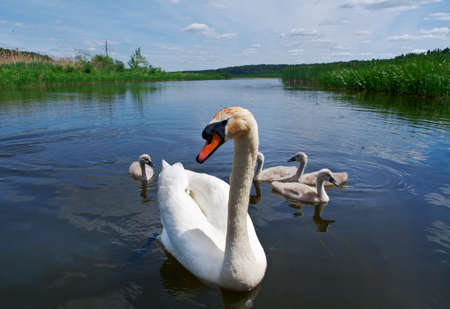 Swan Family on a Lake.の写真素材