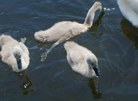 White Swan Cygnets on a Lake.の写真素材