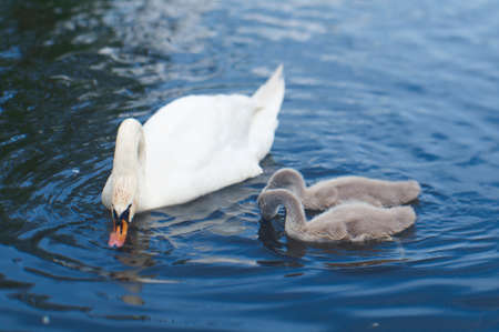 Swan Family on a Lake.の写真素材
