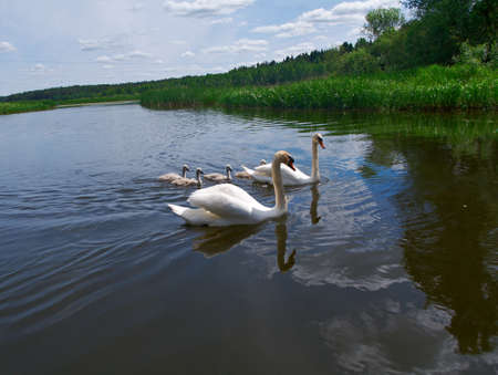Swan Family on a Lake.の写真素材