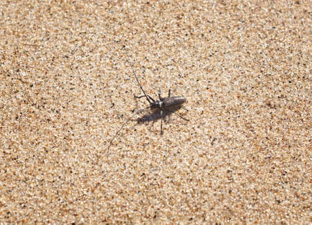 Monochamus - sawyer beetlesの写真素材