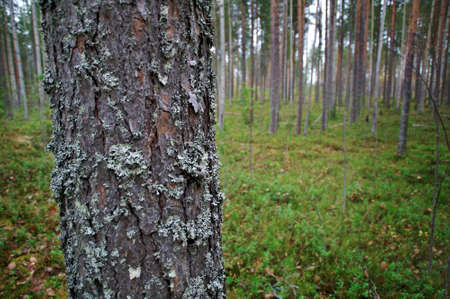 autumnal  dense forest landscape.pine trunk close up .Russiaの写真素材
