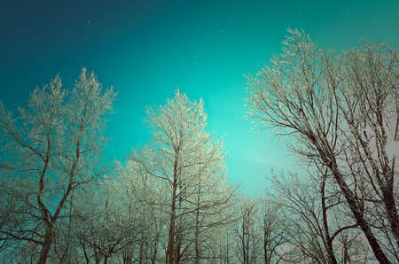 Winter landscape. frozen trees. a bright sunny dayの写真素材