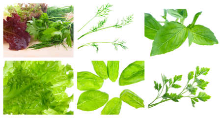 Food set of different fresh Green  herbs . collage