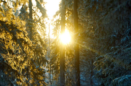 Winter landscape.frozen taiga forest