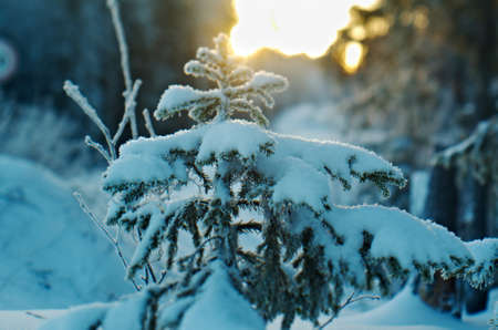 Winter landscape.frozen taiga forest