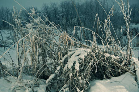 Winter scene . snow-covered fieldclose upの写真素材