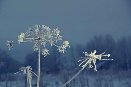 Winter scene .Frozenned flower close up