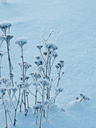 Winter landscape.Winter beauty scene.frozen flowerの写真素材