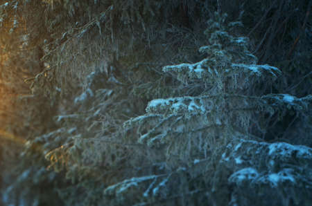 Winter landscape. frozen taiga forestの写真素材