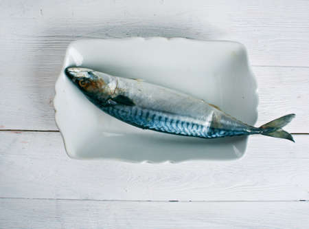 One raw uncooked Atlantic mackerel.の写真素材