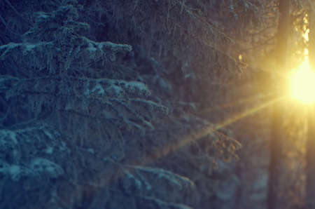 Winter landscape. frozen taiga forest