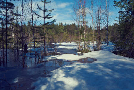 Snowy Russian  landscape in the spring forest.の写真素材