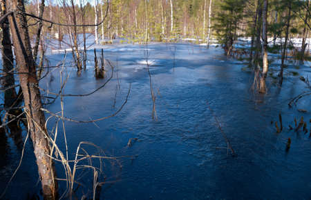 Snowy Russian  landscape.melting snow in forest in early spring