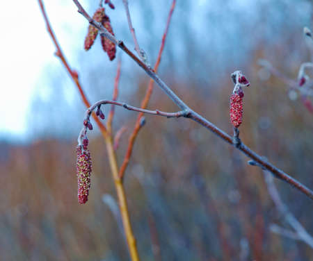 Alder twigs with hanging catkins outdoors in spring season. Shallow depth-of-field.の写真素材