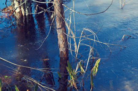 Snowy Russian  landscape.melting snow in forest in early spring