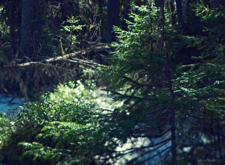 Russian forest in early spring. Shallow depth-of-field.