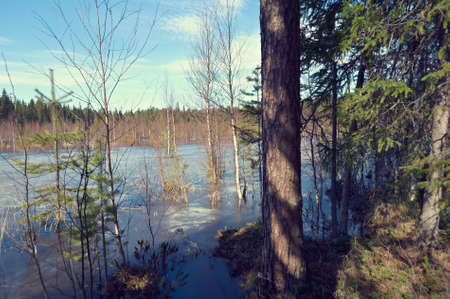 Snowy Russian  landscape in the spring forest.の写真素材