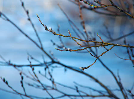 Russian landscape.Buds on willow background Spring Lake. Spring floodingの写真素材