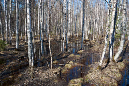 Russian forest in early spring. Shallow depth-of-field.の写真素材