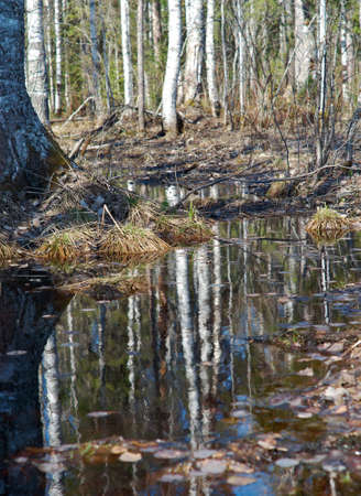 Russian forest in early spring. Shallow depth-of-field.
