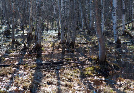 Russian forest in early spring. Shallow depth-of-field.の写真素材