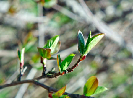 young leaves chokeberry. close up