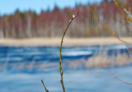 Russian landscape.Buds on willow background Spring Lake. Spring floodingの写真素材