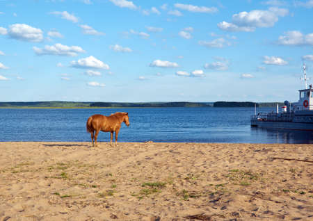 Lake Kenozero . grazing horses .Arkhangelsk region, Russiaの写真素材