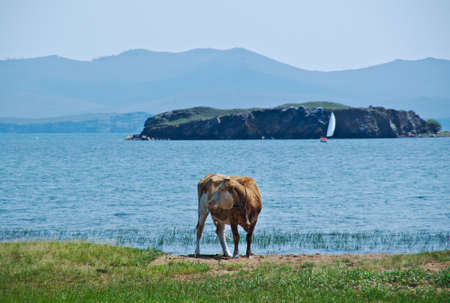 cow grazing the shore of Baikal lakeの写真素材