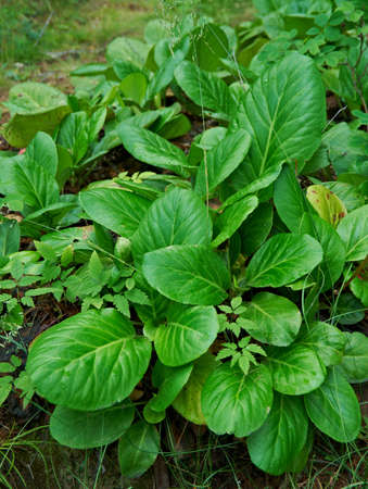 Bergenia crassifolia,  Siberian badan near lake Baikal,  Russia