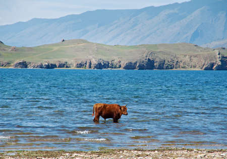 Cow standing in water shore of Baikal lakeの写真素材