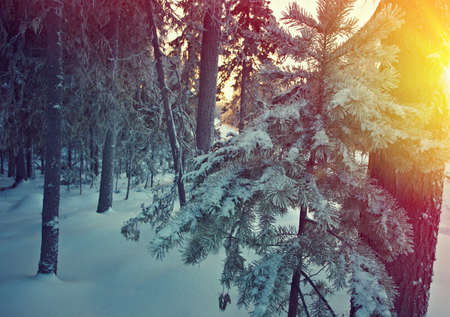 Winter landscape.Winter beauty sceneの写真素材