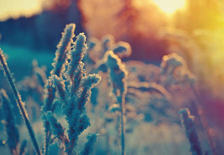 Winter scene .Frozenned flower .pine forest and sunsetの写真素材