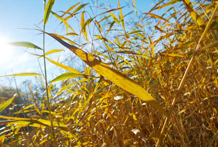 Autumn reed in bright light.. Shallow depth-of-fieldの写真素材