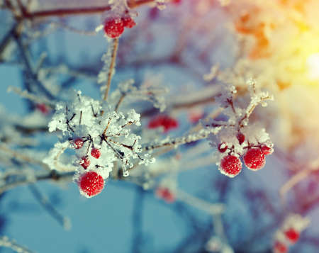 Red berries of viburnum with hoarfrost on the branches . closeupの写真素材