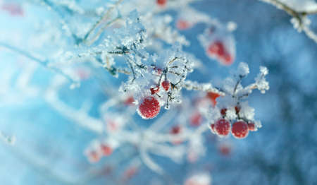 Red berries of viburnum with hoarfrost on the branches . closeupの写真素材