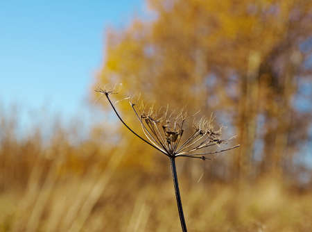 Autumn rural landscape .art rural landscape. Arkhangelsk region, Russia