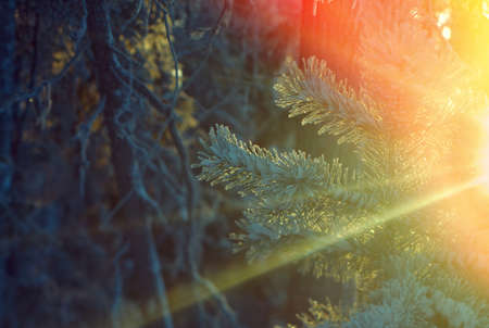 Winter landscape.frozen taiga forestの写真素材