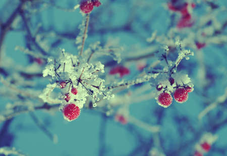 Red berries of viburnum with hoarfrost on the branches . closeupの写真素材