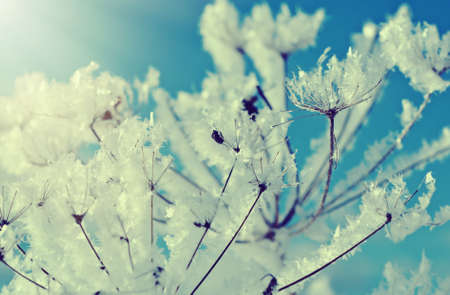 Winter scene .Frozenned flower close up