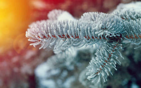 Winter frost on spruce tree  close-up .Shallow depth-of-field.の写真素材