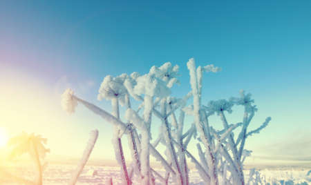 Winter landscape.Frozenned flower.Shallow depth-of-fieldの写真素材