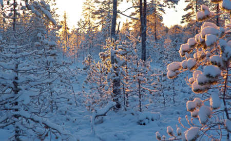 Winter snowy forest at sunset. Beautiful Christmas landscape.Shallow depth-of-field.