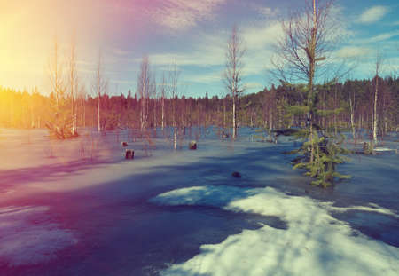 Snowy Russian  landscape in the spring forest.