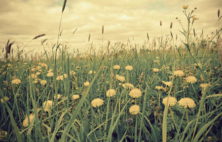 Russian meadow with dandelions and Timothy-grass .Arkhangelsk region. Russian North.の写真素材